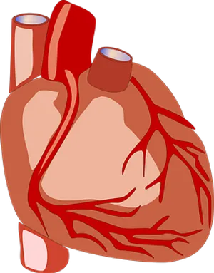Human Heart Anatomy Illustration