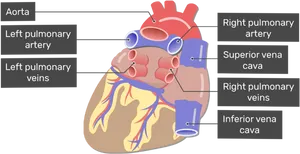 Human Heart Anatomy Illustration PNG image