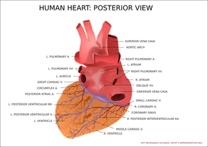 Human Heart Anatomy Illustration