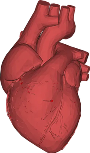 Human Heart Model Rendering