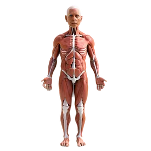 Human Hormone Chart PNG Nru PNG