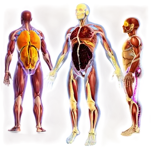 Human Immune System PNG Cof