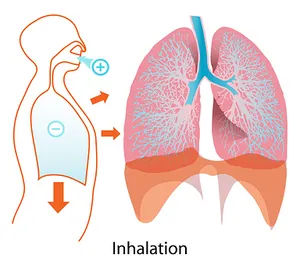 Human Inhalation Process Illustration PNG image