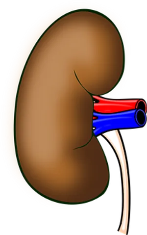 Human_ Kidney_ Anatomy_ Illustration PNG