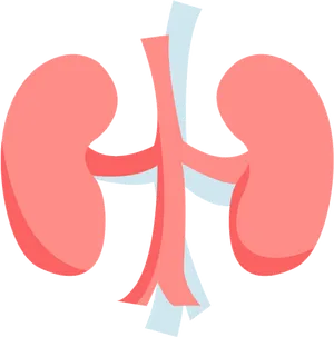 Human Kidney Anatomy Illustration PNG image