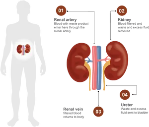 Human Kidney Function Diagram PNG image