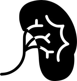 Human Kidney Outline Graphic PNG image