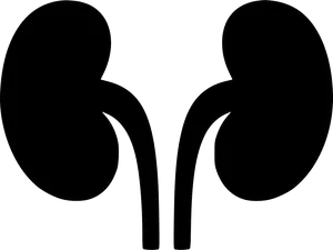 Human Kidney Silhouette Graphic PNG image