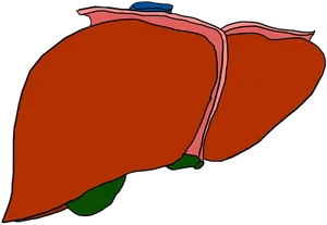 Human Liver Anatomy Illustration PNG image