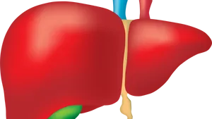 Human Liver Anatomy Illustration PNG image