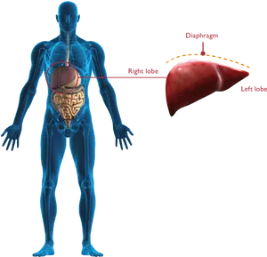 Human Liver Anatomy Illustration PNG image