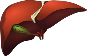 Human Liver Anatomy Illustration PNG image