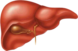 Human Liver Anatomy Illustration PNG image