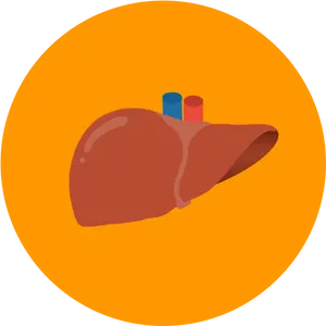 Human Liver Illustration PNG image