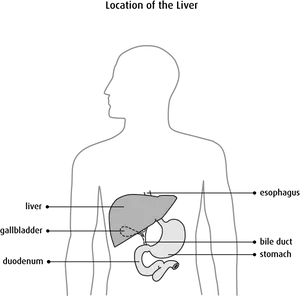 Human Liver Location Diagram PNG image