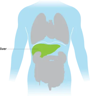 Human Liver Location Diagram PNG image