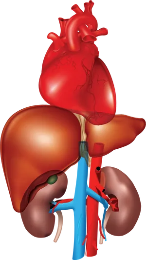 Human Liverand Heart Anatomy PNG image