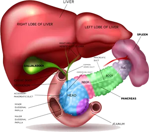 Human Liverand Pancreas Anatomy Illustration PNG image