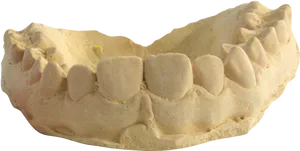 Human Lower Jawbone Model PNG image