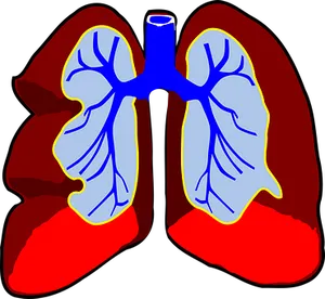 Human Lung Anatomy Illustration PNG image