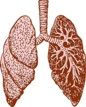 Human Lung Anatomy Illustration PNG image