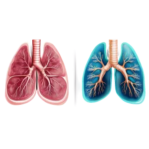 Human Lung Illustration PNG 67