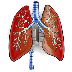 Human Lung Illustration PNG 71 PNG