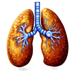 Human Lung Illustration PNG Kkb13 PNG