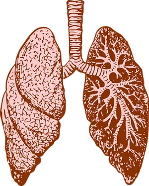 Human Lungs Anatomy Illustration PNG image