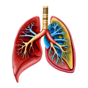 Human Lungs Anatomy Png Dxe PNG image