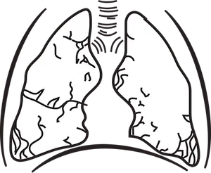 Human Lungs Illustration PNG image