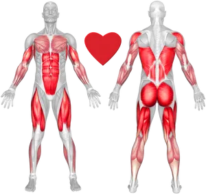 Human Muscle Anatomy Frontand Back View PNG image