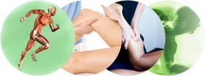 Human Muscle Anatomyand Massage Therapy PNG image