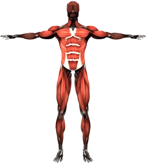 Human Muscular System Front View PNG image