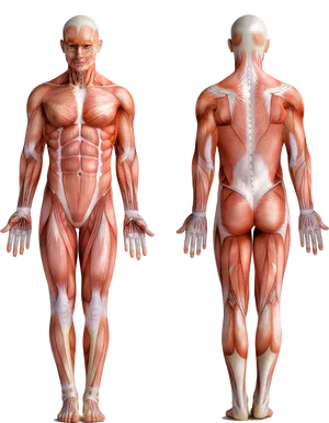 Human Muscular System Frontand Back View PNG image