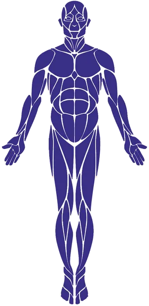 Human Muscular System Outline PNG image