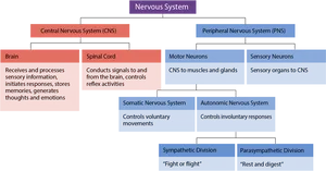 Human Nervous System Overview Chart PNG image