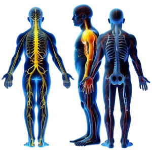 Human Nervous System PNG 05242024