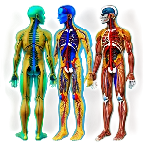 Human Nervous System PNG Tww45 PNG