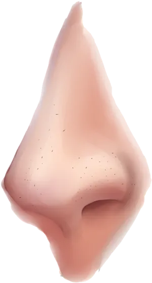 Human Nose Close Up Image PNG image