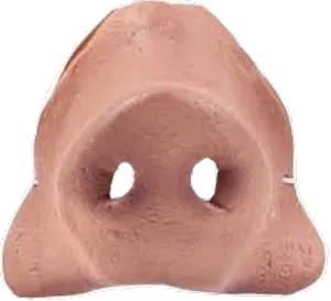 Human Nose Closeup PNG image