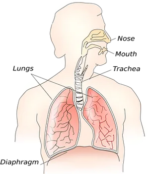 Human_ Respiratory_ System_ Anatomy PNG image