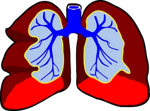 Human_ Respiratory_ System_ Illustration PNG image
