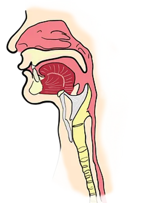 Human Respiratory System Illustration