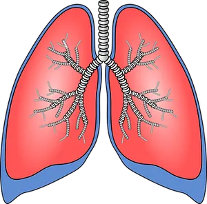 Human Respiratory System Lungs Illustration PNG image