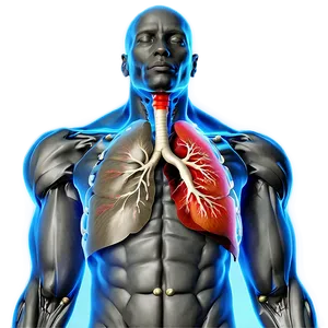 Human Respiratory System Png 06132024 PNG image