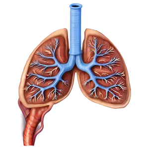 Human Respiratory System Png 06132024 PNG image