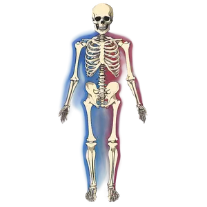 Human Skeletal System Diagram Png Wxj85 PNG image