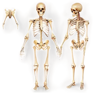 Human Skeletal System Png 32 PNG image