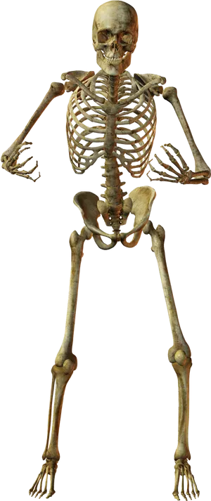 Human Skeleton Anatomy PNG image